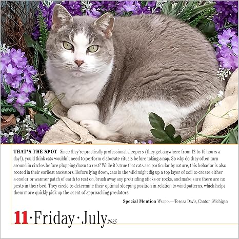 365 Cats Page-A-Day Calendar 2025: The World's Favorite Cat Calendar