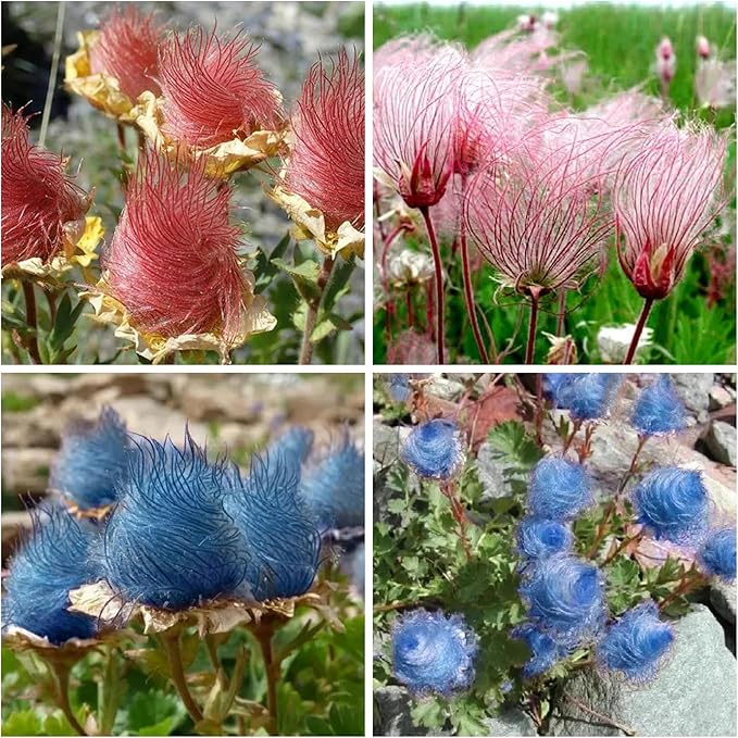 100 Prairie Smoke Seeds for Planting Non-GMORare Geum triflorum Seeds Fresh Garden Outdoor