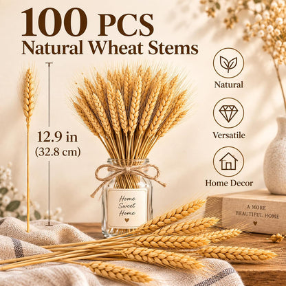 100 Stems Dried Wheat Stalks for Decor - Sheaves Grass Natural Bunch Flowers Home Wedding Table Kitchen Boho Farmhouse Fall Arrangement DIY Decoration 12.9 Inches