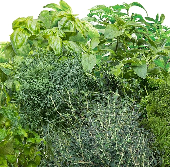 AeroGarden Gourmet Herb Seed Pod Kit - Herb Seeds for AeroGarden Indoor Garden