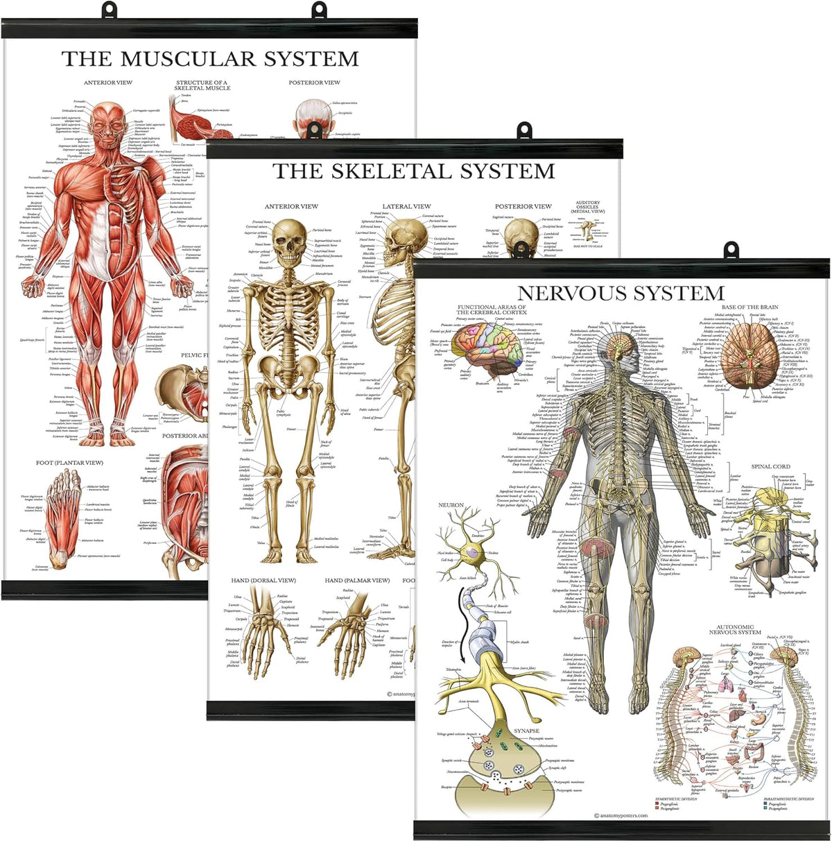 Palace Learning 3 Pack - Muscle + Skeleton + Nervous System Anatomy Poster Set - Muscular and Skeletal System Anatomical Charts - with Plastic Frame 18" x 24"