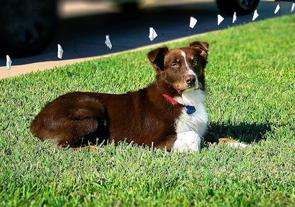 Extreme Dog Fence Active Additional Fence Dog Collar with Large and Medium Set of Comfort Contacts for Dogs and Puppies of All Hair Lengths