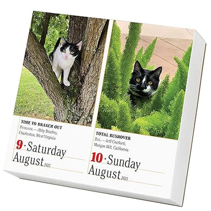 365 Cats Page-A-Day Calendar 2025: The World's Favorite Cat Calendar