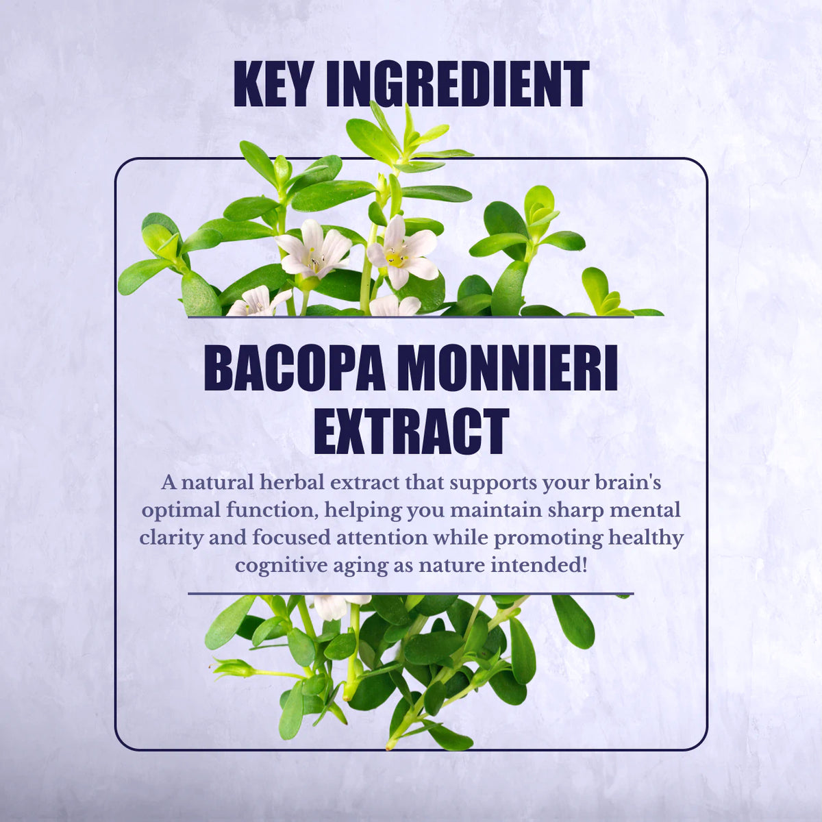 Nation Health MD Bacopa Monnieri